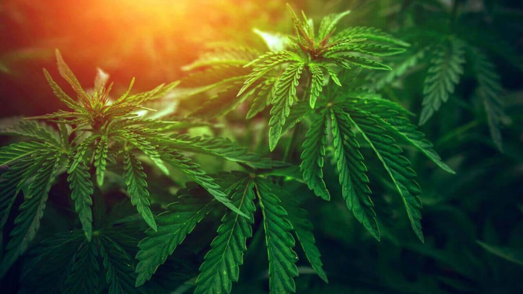 Lush green marijuana plant against a beautifully blurred background reflecting Delta 9 safety.